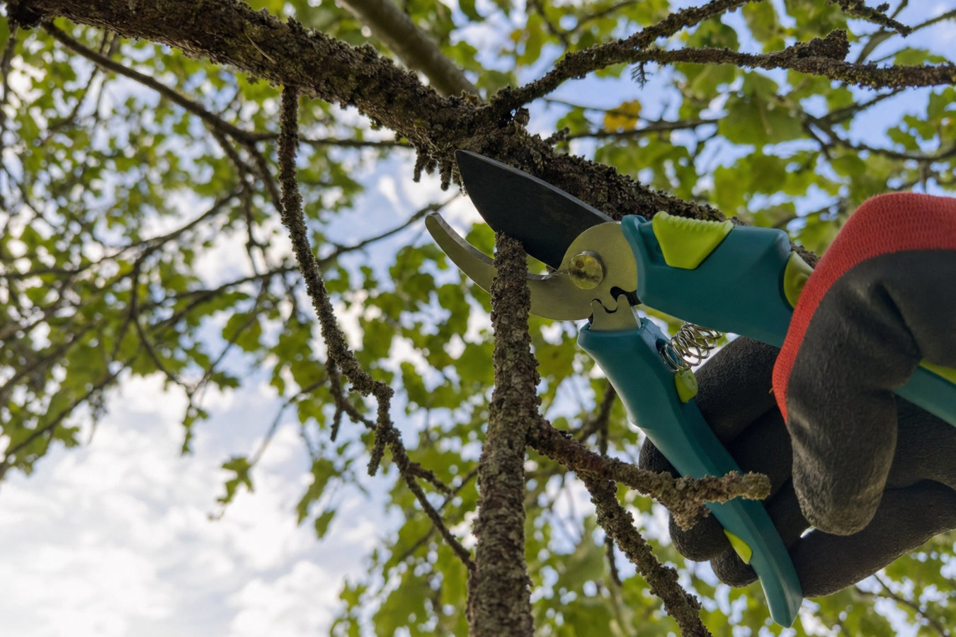 Tree pruning in Laguna Beach, CA