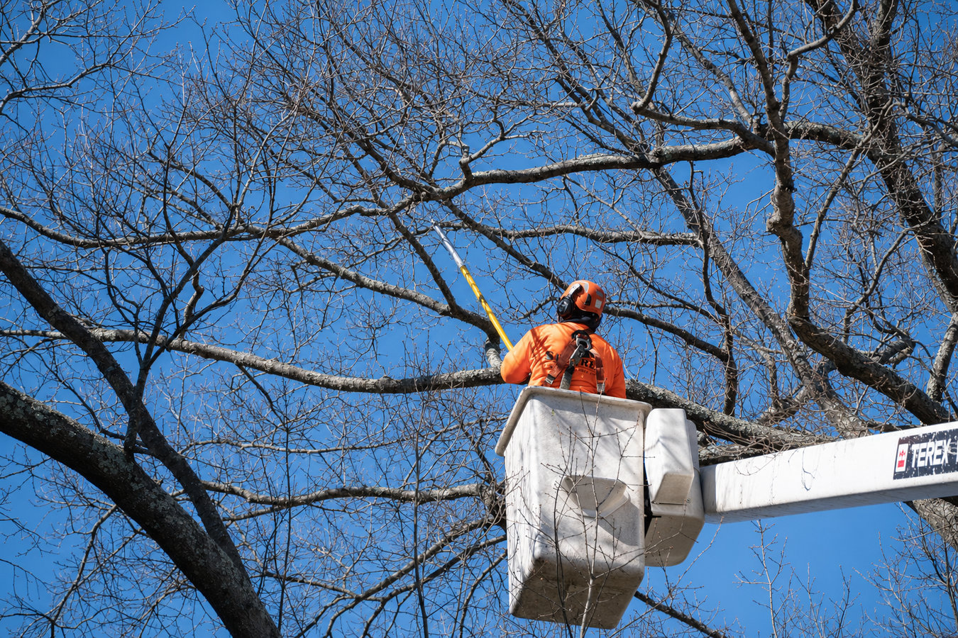 Tree trimming in Laguna Beach, CA